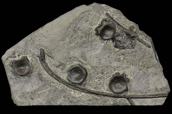 Plate Of Ichthyosaur Vertebrae & Ribs - Germany #114181